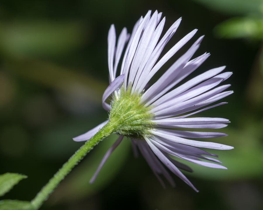 Dubbio su Erigeron annuus